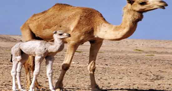 ادرار شتر در طب سنتی ؛ آشنایی با خواص درمانی ادرار شتر از نظر طب سنتی ادرار شتر در طب سنتی ؛ آشنایی با خواص درمانی ادرار شتر از نظر طب سنتی