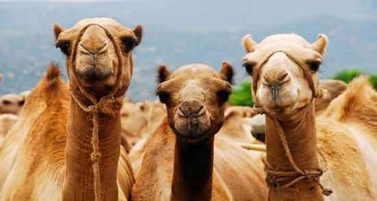 ادرار شتر در مفاتیح ؛ تاکید به مصرف ادرار شتر در مفاتیح ادرار شتر در مفاتیح ؛ تاکید به مصرف ادرار شتر در مفاتیح