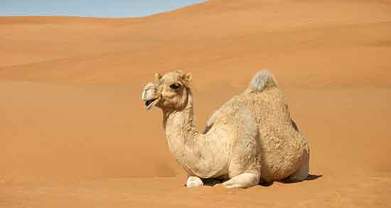 ادرار شتر و آسم ؛ اثرات درمانی نوشیدن ادرار شتر برای درمان آسم و تنگی نفس ادرار شتر و آسم ؛ اثرات درمانی نوشیدن ادرار شتر برای درمان آسم و تنگی نفس