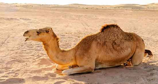 ادرار شتر و کرونا ؛ پیشگیری و درمان بیماری کرونا با مصرف ادرار شتر ادرار شتر و کرونا ؛ پیشگیری و درمان بیماری کرونا با مصرف ادرار شتر