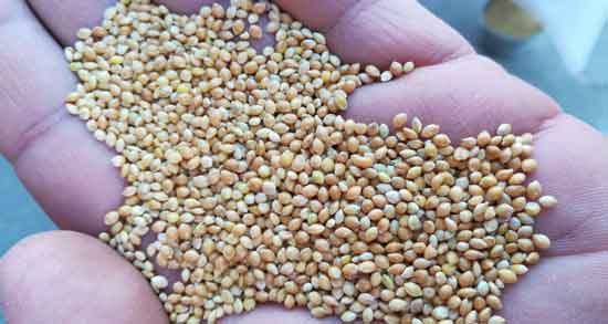 ارزن برای تغذیه و سلامت بدن و درمان بیماری ها با مصرف ارزن ارزن برای تغذیه ؛ سلامت بدن و درمان بیماری ها با مصرف ارزن