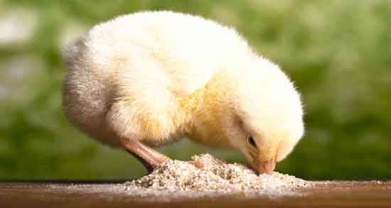 ارزن برای جوجه مرغ و ارزن به عنوان غذایی سالم و مفید برای جوجه مرغ ارزن برای جوجه مرغ ؛ ارزن به عنوان غذایی سالم و مفید برای جوجه مرغ