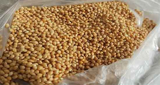 ارزن برای عروس هلندی و خواص و مضرات استفاده از ارزن برای غذای عروس هلندی ارزن برای عروس هلندی ؛ خواص و مضرات استفاده از ارزن برای غذای عروس هلندی