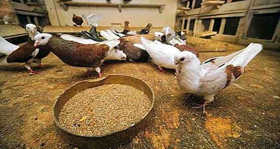 ارزن برای کبوتر و ویتامین های موجود در ارزن مفید برای سلامت کبوتر ارزن برای کبوتر ؛ ویتامین های موجود در ارزن مفید برای سلامت کبوتر