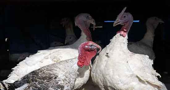 از بین بردن بوی بد گوشت بوقلمون ؛ فوت و فن پخت گوشت بوقلمون از بین بردن بوی بد گوشت بوقلمون ؛ فوت و فن پخت گوشت بوقلمون