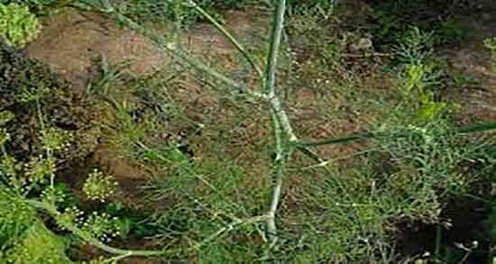 استفاده از شوید خشک ؛ مصرف شوید خشک در انواع غذاهای شمالی استفاده از شوید خشک ؛ مصرف شوید خشک در انواع غذاهای شمالی