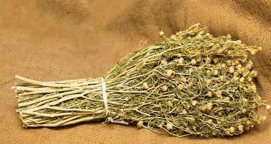 اسپند برای لاغری شکم و معجزه استفاده از اسپند برای آب کردن چربی شکم و پهلو اسپند برای لاغری شکم ؛ معجزه استفاده از اسپند برای آب کردن چربی شکم و پهلو