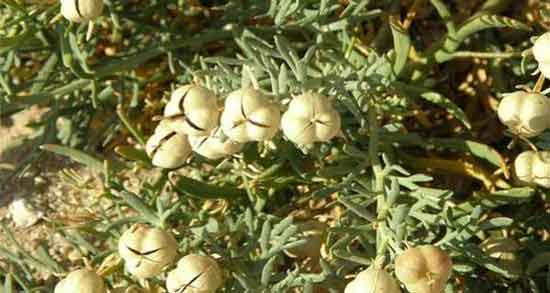 اسپند برای لاغری و خواص و فواید استفاده از اسپند برای لاغری و آب کردن چربی اسپند برای لاغری ؛ خواص و فواید استفاده از اسپند برای لاغری و آب کردن چربی