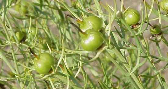 اسپند و تیروئید ؛ خواص و مضرات استفاده از اسپند برای تیروئید اسپند و تیروئید ؛ خواص و مضرات استفاده از اسپند برای تیروئید