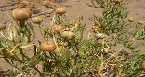 اسپند و گرفتگی عروق و چگونه از اسپند برای باز کردن و گرفتگی عروق استفاده کنیم اسپند و گرفتگی عروق ؛ چگونه از اسپند برای باز کردن و گرفتگی عروق استفاده کنیم