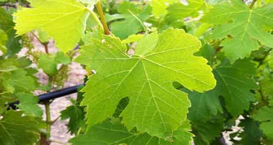 اشک مو برای جوش صورت و خواص ماسک اشک مو برای جوش صورت اشک مو برای جوش صورت ؛ خواص ماسک اشک مو برای جوش صورت