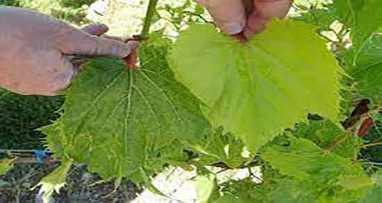 اشک مو برای رشد مو و ایا اشک مو برای تقویت ریشه موی سر مفیده اشک مو برای رشد مو ؛ ایا اشک مو برای تقویت ریشه موی سر مفیده