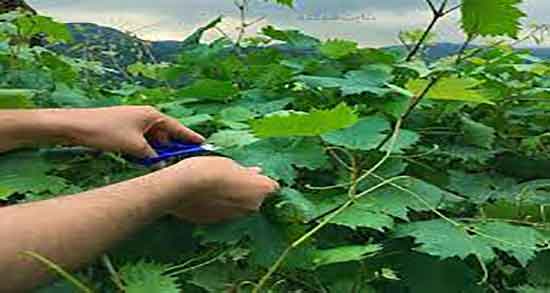 اشک مو برای سنگ کلیه و خواص خوردن اشک مو برای دفع سنگ کلیه اشک مو برای سنگ کلیه ؛ خواص خوردن اشک مو برای دفع سنگ کلیه