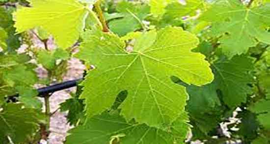 اشک مو برای صورت و خاصیت مصرف اشک مو برای شفاف سازی پوست اشک مو برای صورت ؛ خاصیت مصرف اشک مو برای شفاف سازی پوست