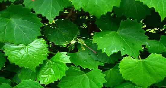 اشک مو برای پوست صورت و خاصیت اشک مو برای زیبایی پوست اشک مو برای پوست صورت ؛ خاصیت اشک مو برای زیبایی پوست