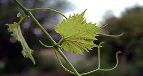 اشک مو برای پوست و فواید مصرف اشک مو برای لک های پوستی اشک مو برای پوست ؛ فواید مصرف اشک مو برای لک های پوستی