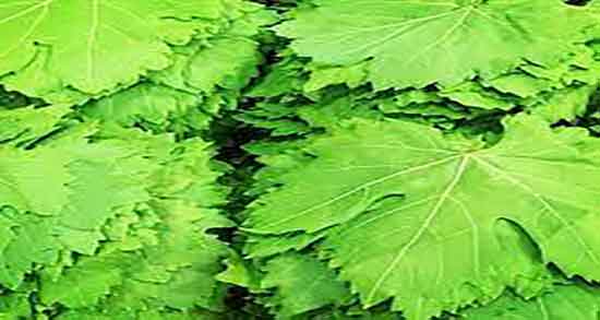 اشک مو برای چی خوبه و خواص درمانی اشک مو برای بدن انسان اشک مو برای چی خوبه ؛ خواص درمانی اشک مو برای بدن انسان