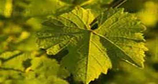 اشک مو در انگور و ایا هرس علت ریختن اشک مو در فصل بهار است اشک مو در انگور ؛ ایا هرس علت ریختن اشک مو در فصل بهار است