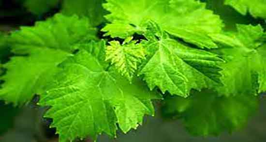 اشک مو در طب سنتی و خواص استفاده از اشک مو از نظر طب سنتی اشک مو در طب سنتی ؛ خواص استفاده از اشک مو از نظر طب سنتی