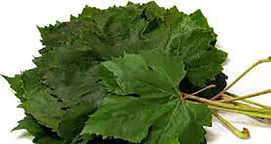 اشک مو و خواص و خاصیت مصرف اشک مو برای زیبایی پوست اشک مو و خواص ؛ خاصیت مصرف اشک مو برای زیبایی پوست