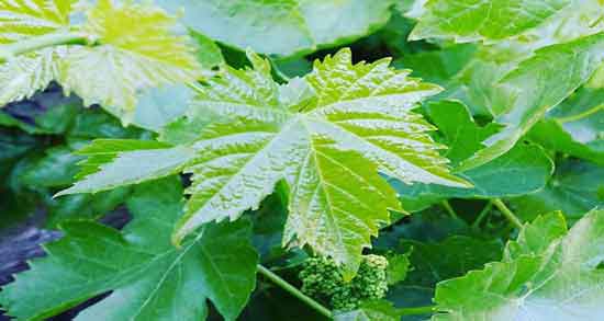 اشک مو و پوست و فواید استفاده از اشک مو برای درمان لک صورت اشک مو و پوست ؛ فواید استفاده از اشک مو برای درمان لک صورت