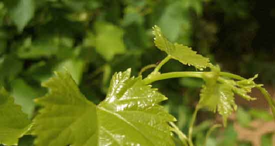 اشک مو و کلیه و خاصیت مصرف اشک مو برای درمان سنگ کلیه اشک مو و کلیه ؛ خاصیت مصرف اشک مو برای درمان سنگ کلیه