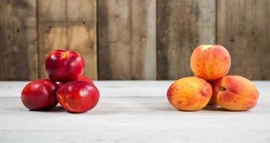 انواع شفتالو و چند نوع شفتالو در بازار موجود است؟ انواع شفتالو ؛ چند نوع شفتالو در بازار موجود است؟