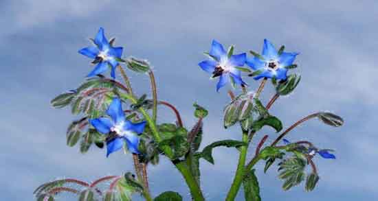 انواع گل گاوزبان ؛ آشنایی و معرفی گل گاوزبان و خواصی که دارند انواع گل گاوزبان ؛ آشنایی و معرفی گل گاوزبان و خواصی که دارند