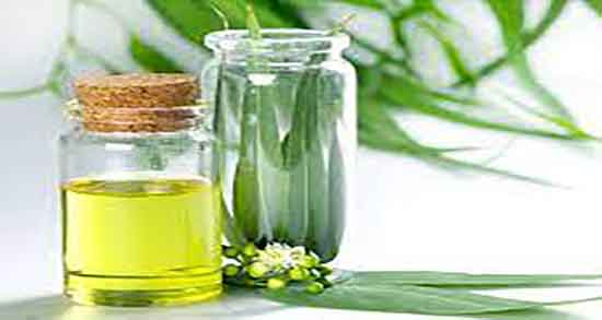 اکالیپتوس برای الودگی هوا و اکالیپتوس برای از بین رفتن آلودگی هوا اکالیپتوس برای الودگی هوا ؛ اکالیپتوس برای از بین رفتن آلودگی هوا