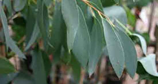 اکالیپتوس برای نوزاد و بخور اکالیپتوس برای سرماخوردگی نوزادان اکالیپتوس برای نوزاد ؛ بخور اکالیپتوس برای سرماخوردگی نوزادان