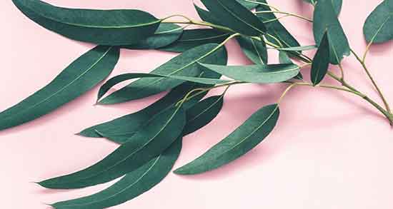 اکالیپتوس در طب اسلامی و خاصیت مصرف اکالیپتوس در طب اسلامی اکالیپتوس در طب اسلامی ؛ خاصیت مصرف اکالیپتوس در طب اسلامی