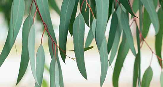 اکالیپتوس در فضای سبز و زمان هرس درخت اکالیپتوس در فضای سبز اکالیپتوس در فضای سبز ؛ زمان هرس درخت اکالیپتوس در فضای سبز