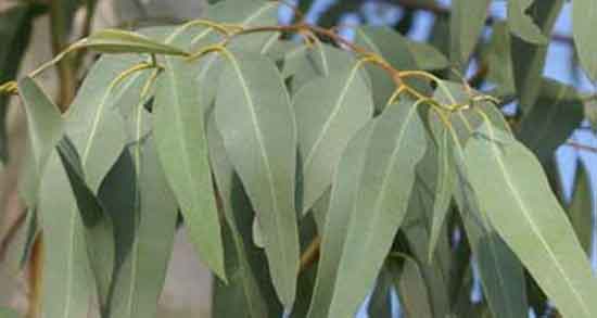 اکالیپتوس و آسم و بخور اکالیپتوس برای عفونت ریه و درمان اسم اکالیپتوس و آسم ؛ بخور اکالیپتوس برای عفونت ریه و درمان اسم