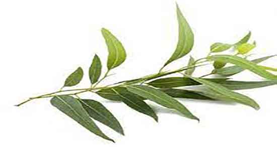 اکالیپتوس و بارداری و بخور اکالیپتوس برای سرماخوردگی در بارداری اکالیپتوس و بارداری ؛ بخور اکالیپتوس برای سرماخوردگی در بارداری