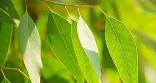 اکالیپتوس و خواص درمانی و فواید برگ اکالیپتوس برای تنگی نفس اکالیپتوس و خواص درمانی ؛ فواید برگ اکالیپتوس برای تنگی نفس