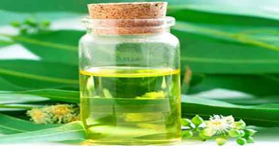 اکالیپتوس و فاویسم و عوارض بخور اکالیپتوس برای بیماری فاویسم اکالیپتوس و فاویسم ؛ عوارض بخور اکالیپتوس برای بیماری فاویسم