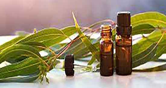 اکالیپتوس و ویروس و فواید مصرف اکالیپتوس برای رفع انواع ویروس اکالیپتوس و ویروس ؛ فواید مصرف اکالیپتوس برای رفع انواع ویروس