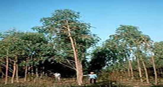 اکالیپتوس چیست و ایا کریستال اکالیپتوس برای سردرد مفید است اکالیپتوس چیست ؛ ایا کریستال اکالیپتوس برای سردرد مفید است