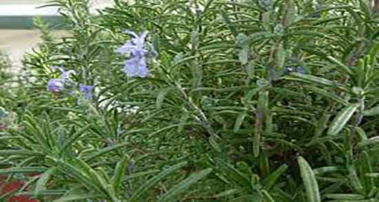 اکلیل کوهی برای جوش صورت و درمان جوش صورت با اکلیل کوهی اکلیل کوهی برای جوش صورت ؛ درمان جوش صورت با اکلیل کوهی