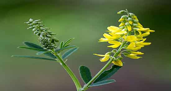 اکلیل کوهی برای معده و خاصیت مصرف اکلیل کوهی برای زخم معده اکلیل کوهی برای معده ؛ خاصیت مصرف اکلیل کوهی برای زخم معده