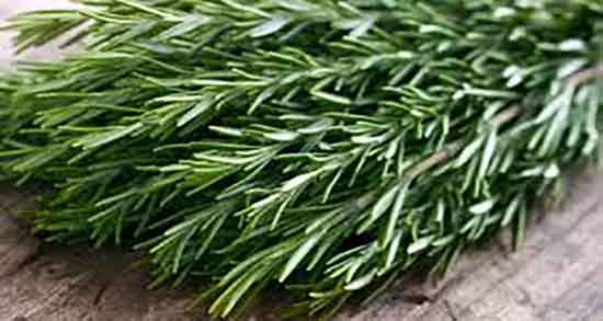 اکلیل کوهی برای نوزاد و ایا اکلیل کوهی برای نفخ معده نوزادان خوبه اکلیل کوهی برای نوزاد ؛ ایا اکلیل کوهی برای نفخ معده نوزادان خوبه