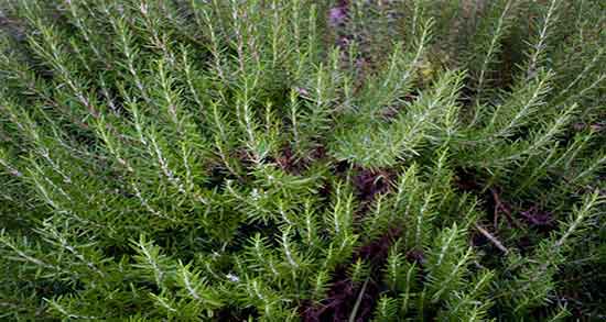 اکلیل کوهی برای کمر درد و درمان دیسک کمر با زماد اکلیل کوهی اکلیل کوهی برای کمر درد ؛ درمان دیسک کمر با زماد اکلیل کوهی