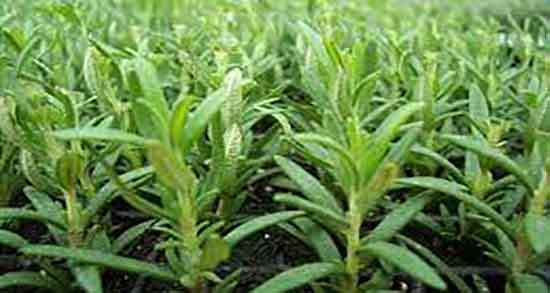 اکلیل کوهی در طب سنتی ؛ ایا اکلیل کوهی برای بدن در طب سنتی مفیده اکلیل کوهی در طب سنتی ؛ ایا اکلیل کوهی برای بدن در طب سنتی مفیده