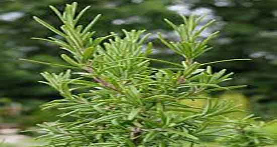 اکلیل کوهی و حافظه و ایا مصرف اکلیل کوهی برای تقویت حافظه مفیده اکلیل کوهی و حافظه ؛ ایا مصرف اکلیل کوهی برای تقویت حافظه مفیده