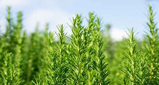 اکلیل کوهی و فشار خون و خواص مصرف اکلیل کوهی و کنترل فشار خون اکلیل کوهی و فشار خون ؛ خواص مصرف اکلیل کوهی و کنترل فشار خون