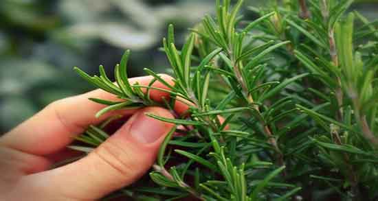 اکلیل کوهی چیست و ایا گیاه اکلیل کوهی همان گیاه رزماری است اکلیل کوهی چیست ؛ ایا گیاه اکلیل کوهی همان گیاه رزماری است