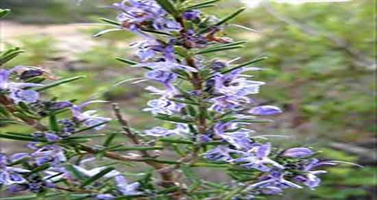 اکلیل کوهی یا ناخنک و نحوه استفاده از گیاه ناخنک یا اکلیل کوهی اکلیل کوهی یا ناخنک ؛ نحوه استفاده از گیاه ناخنک یا اکلیل کوهی