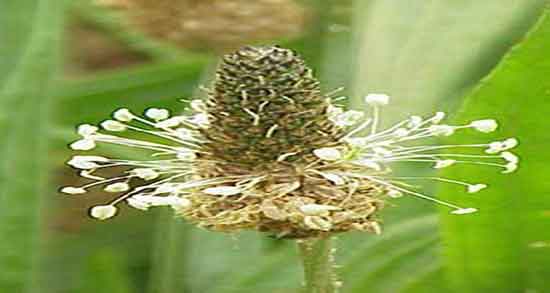 اگیر ترکی تبریزیان و ایا اگیر ترکی از نطر دکتر تبریزیان مفیده یا نه اگیر ترکی تبریزیان ؛ ایا اگیر ترکی از نطر دکتر تبریزیان مفیده یا نه