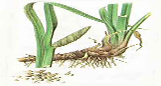 اگیر ترکی و خواص آن و اگیر ترکی و خاصیت ان برای درمان لکنت زبان اگیر ترکی و خواص آن ؛ اگیر ترکی و خاصیت ان برای درمان لکنت زبان