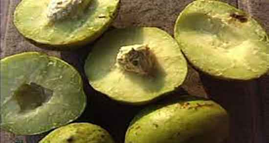 ایا هلیله سیاه قاعده اور است و مصرف هلیله گیاه قاعده آور قوی و سریع ایا هلیله سیاه قاعده اور است ؛ مصرف هلیله گیاه قاعده آور قوی و سریع